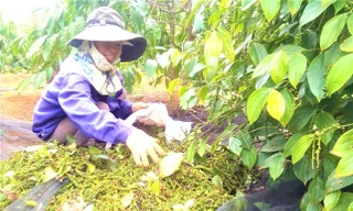 5 nhóm mô hình sinh kế hỗ trợ, đồng hành cùng phụ nữ biên cương