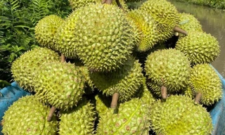 Lý do xuất khẩu rau quả Việt Nam sụt giảm 