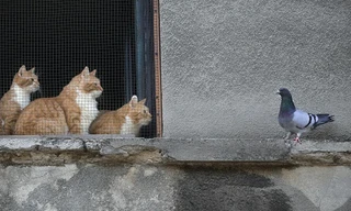 Triều Tiên tiêu huỷ mèo và chim bồ câu ở biên giới để ngăn dịch COVID-19. Ảnh: AP