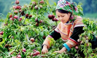 Nhiều hoạt động tại Lễ hội hái mận ở Mộc Châu