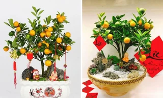 Sau khi chơi Tết, tận dụng ngay quả quất vừa tốt cho đường huyết lại khỏe cho xương