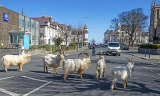 Vương quốc Anh: Thời dịch COVID-19, thành phố tan hoang vì dê núi
