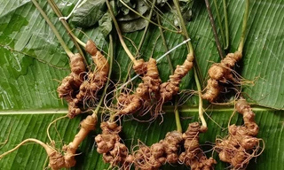 Sâm Lai Châu – 'Báu vật' giữa đại ngàn và giấc mơ thương hiệu quốc gia