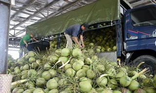 Vì sao Việt Nam vừa phải chi khoản tiền rất lớn nhập khẩu dừa? 