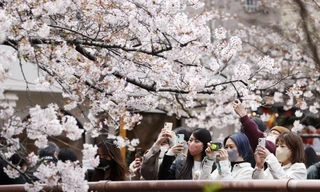 Giới trẻ Nhật Bản thích thú chụp ảnh dưới những tán hoa anh đào đẹp mê mẩn