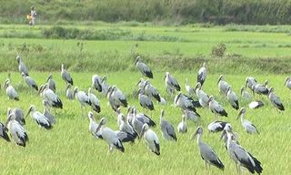 Đàn chim có thể là giống cò nhạn, hay cò ốc. Ảnh: Hoàng Táo