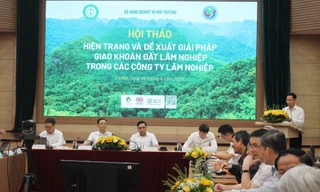 Nhiều bất cập trong giao khoán đất lâm nghiệp 