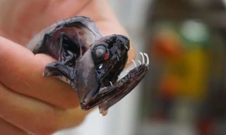 Hình ảnh loài cá rồng biển sâu với bộ răng trong suốt.