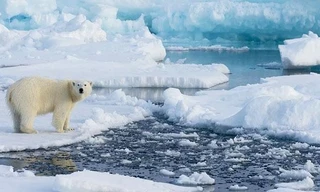 Các sông băng tan chảy đang giải phóng hàng tấn vi khuẩn ra sông hồ