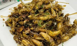 Đặc sản 'tôm bay' đắt ngang tôm hùm ở miền Bắc, khách có tiền cũng khó mua