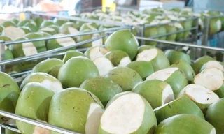 Dừa tươi Việt Nam lần đầu vượt tỷ USD, tiết lộ thị trường tiêu thụ mạnh nhất 