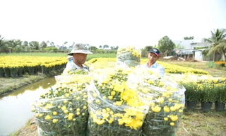 Làng hoa lớn nhất Tiền Giang rộn ràng vụ Tết