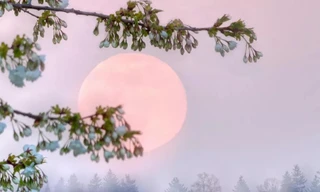 Đừng bỏ lỡ kỳ thú “Trăng hồng” cuối tuần này 