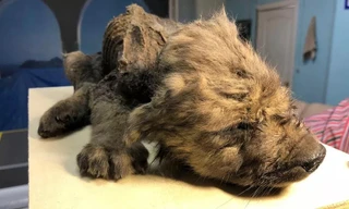 Sự thật về xác ướp chú chó bí ẩn chết cách đây 18.000 năm trước 