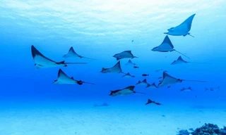 Phát hiện loài sứa vương miện 'khổng lồ' có màu đỏ như máu 