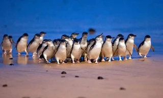 Cuộc diễu hành kỷ lục của hơn 5.000 con chim cánh cụt nhỏ nhất thế giới