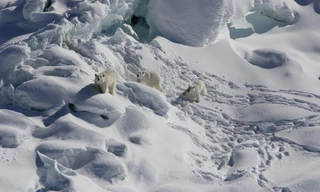 Tìm thấy quần thể gấu Bắc cực bí ẩn ở Greenland 