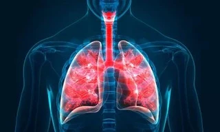 Phát hiện tế bào mới giúp duy trì hệ hô hấp khỏe mạnh 