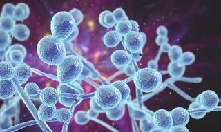 Phát hiện mới: Nấm phát triển ngay bên trong các khối u ung thư