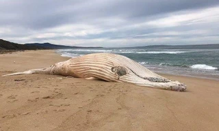 Xác cá voi lưng gù trắng cực hiếm dạt vào bãi biển Australia 