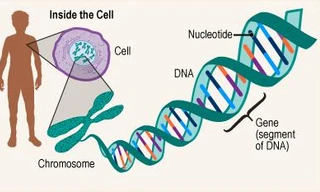 Nghiên cứu mới: Có gien tự tử