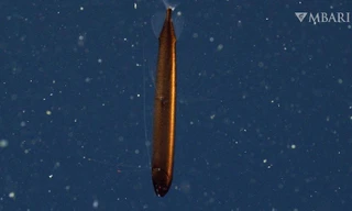 Bất ngờ gặp cá rồng vảy đồng hiếm có ngoài khơi biển California 