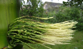 Hoa cau tốt cho dạ dày