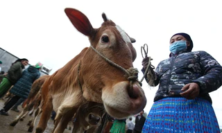 Lạc bước ở phiên chợ bò Mèo Vạc