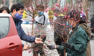 Nhộn nhịp chợ hoa cây cảnh lớn nhất Thủ đô