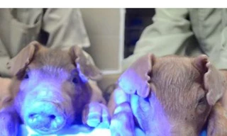 Những chú lợn phát sáng nhờ được DNA của sứa