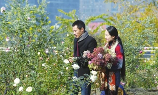 Vườn hồng trên trời không cần đất lớn nhất