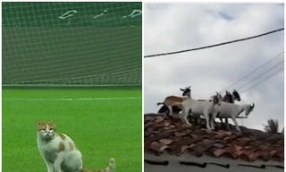 Khi các con vật trở thành 'siêu anh hùng marvel' với những trò đùa không tưởng