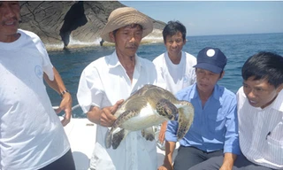 Thả rùa về biển Cù Lao Chàm