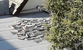 Bộ Ngoại giao thông tin vụ vi cá mập phơi trên nóc nhà