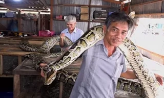 Đàn trăn dài 7 mét trong nhà lão nông