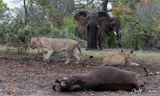 Voi giận dữ đuổi sư tử ăn xác trâu rừng