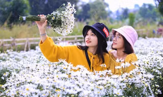 Cúc họa mi nở rộ ở Đà Nẵng thu hút giới trẻ