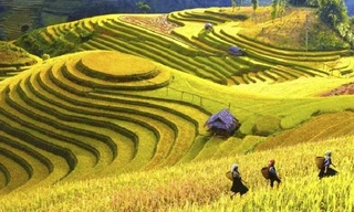 Choáng ngợp vẻ đẹp ruộng bậc thang Mù Cang Chải mùa lúa chín