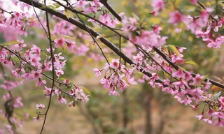 Đào rừng nở rộ