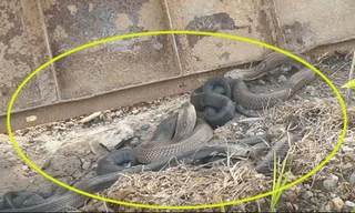 Tay không bắt sống ổ rắn hổ mang 4 con dữ tợn