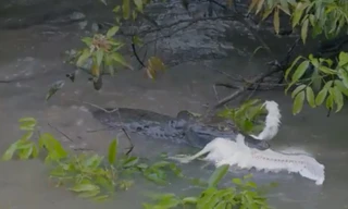 Cá sấu caiman chồm lên ngoạm chim diệc non
