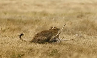 Báo săn thua cuộc để linh cẩu cướp con mồi