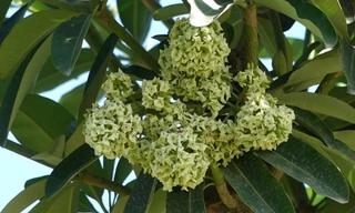 Hoa sữa nở tại bãi rác Nam Sơn