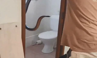 Chủ nhà đối đầu rắn độc trong phòng vệ sinh