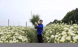 Thu hoạch cúc họa mi kiếm hàng chục triệu mỗi vụ