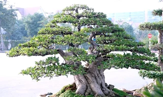 Cây mai chiếu thủy trăm tuổi giá 800 triệu đồng