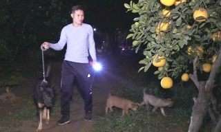 Thả chó trông bưởi Diễn xuyên đêm