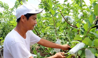 Trồng ổi trên đất phèn thu 700 triệu mỗi năm