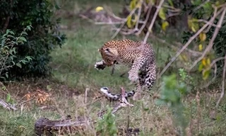 Liều lĩnh tấn công báo đốm, trăn đá nhận kết cục bi thảm