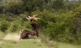 Trâu rừng húc văng sư tử cứu đồng loại